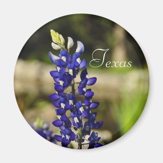 Texas Bluebonnet Magnet (Voorkant)