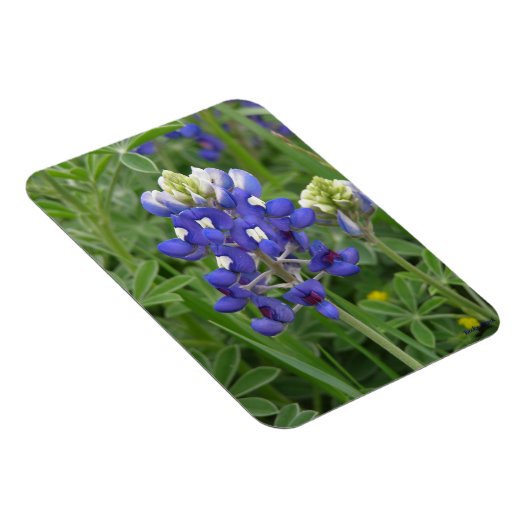 Texas Bluebonnet Magnet Magneet (Rechterzijde)