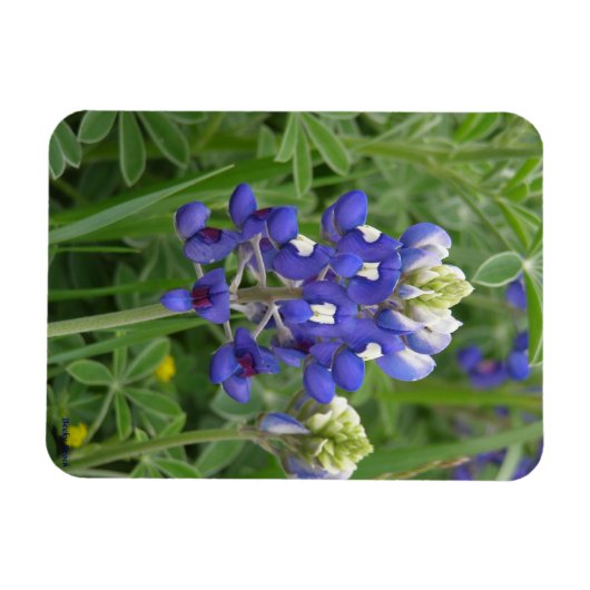 Texas Bluebonnet Magnet Magneet (Horizontaal)