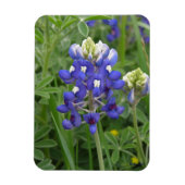Texas Bluebonnet Magnet Magneet (Verticaal)