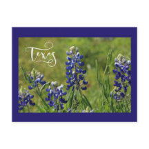 Texas Bluebonnet Post Card