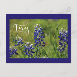 Texas Bluebonnet Post Card Briefkaart