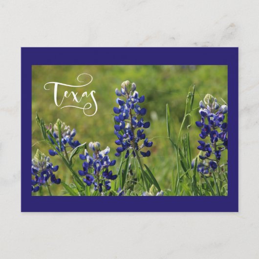 Texas Bluebonnet Post Card Briefkaart (Voorkant)