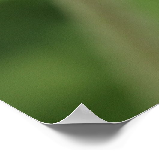 Texas Bluebonnet Poster (Hoek)