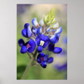 Texas Bluebonnet Poster (Voorkant)