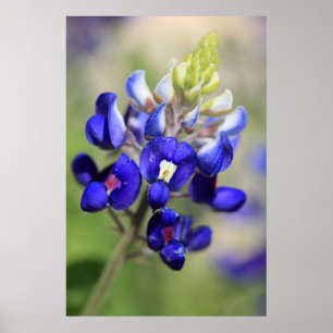Texas Bluebonnet Poster