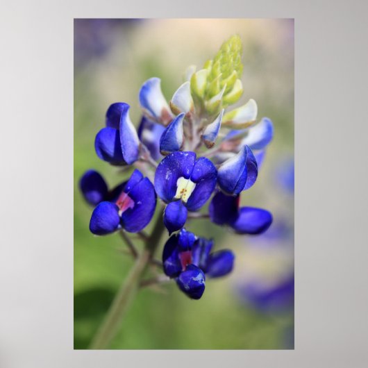 Texas Bluebonnet Poster (Voorkant)