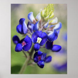 Texas Bluebonnet Poster