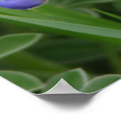 Texas Bluebonnet Poster (Hoek)