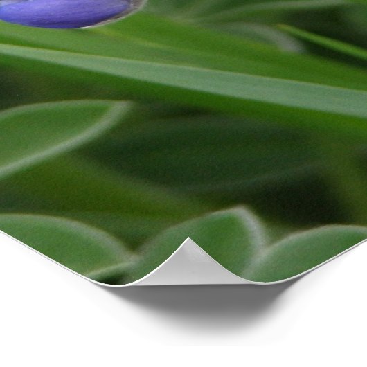 Texas Bluebonnet Poster (Hoek)