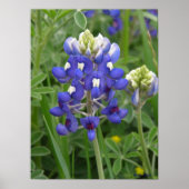 Texas Bluebonnet Poster (Voorkant)