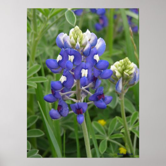 Texas Bluebonnet Poster (Voorkant)