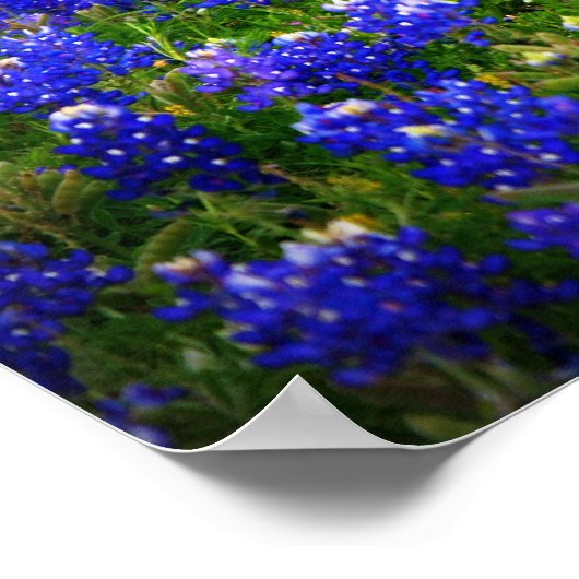 Texas Bluebonnet Poster (Hoek)