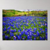 Texas Bluebonnet Poster (Voorkant)