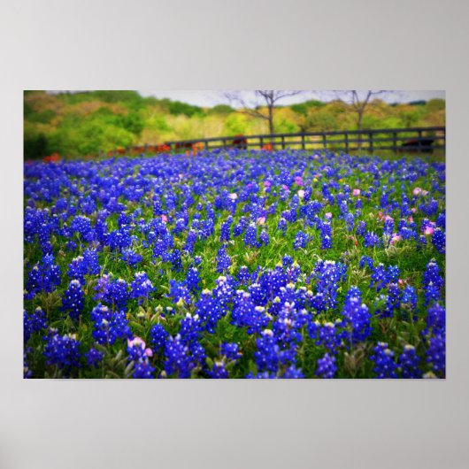Texas Bluebonnet Poster (Voorkant)