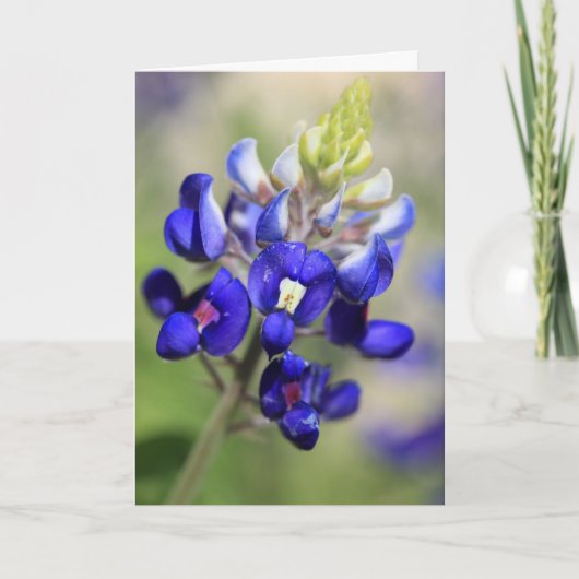 Texas Bluebonnet Poster Kaart (Voorkant)