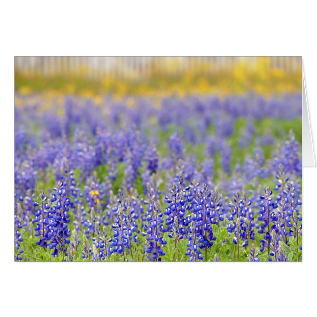 Texas Bluebonnet, provincie Nacogdoches (Voorkant Horizontaal)