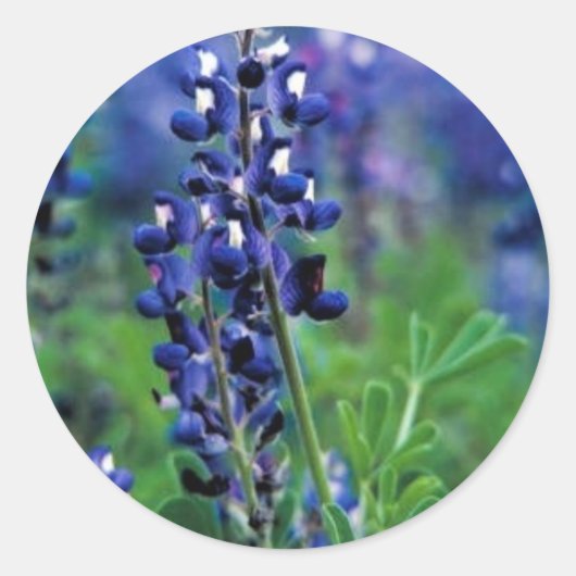 Texas Bluebonnet Ronde Sticker (Voorkant)
