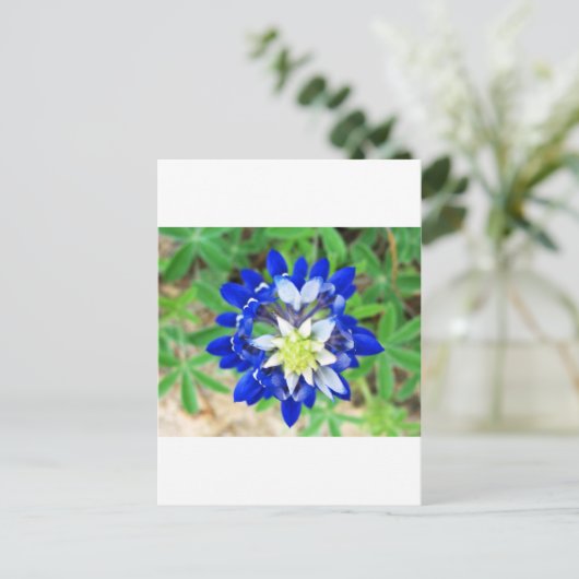 Texas Bluebonnet Top Uitzicht Briefkaart (Staand voorkant)