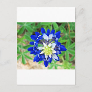 Texas Bluebonnet Top Uitzicht Briefkaart