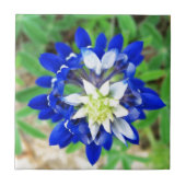 Texas Bluebonnet Top Uitzicht Tegeltje (Voorkant)