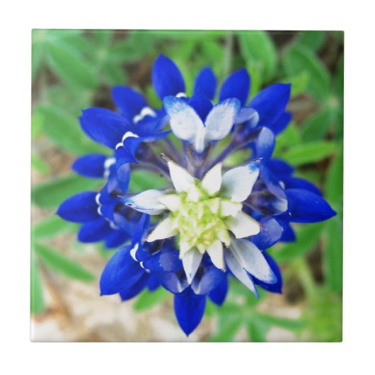 Texas Bluebonnet Top Uitzicht Tegeltje (Voorkant)