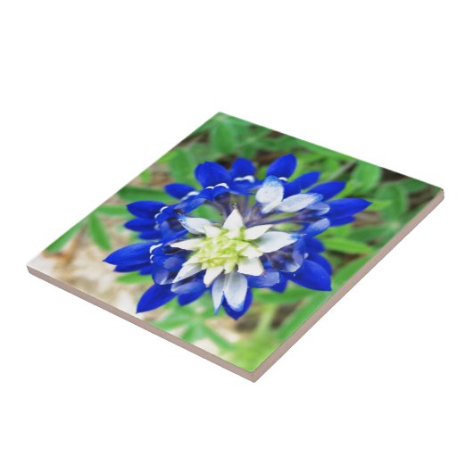 Texas Bluebonnet Top Uitzicht Tegeltje (Zijkant)