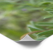 Texas Bluebonnet Wildflower Foto Poster (Hoek)