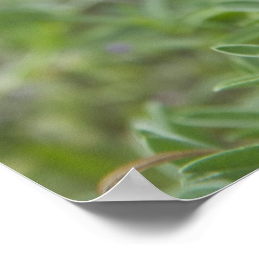 Texas Bluebonnet Wildflower Foto Poster (Hoek)