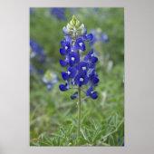 Texas Bluebonnet Wildflower Foto Poster (Voorkant)