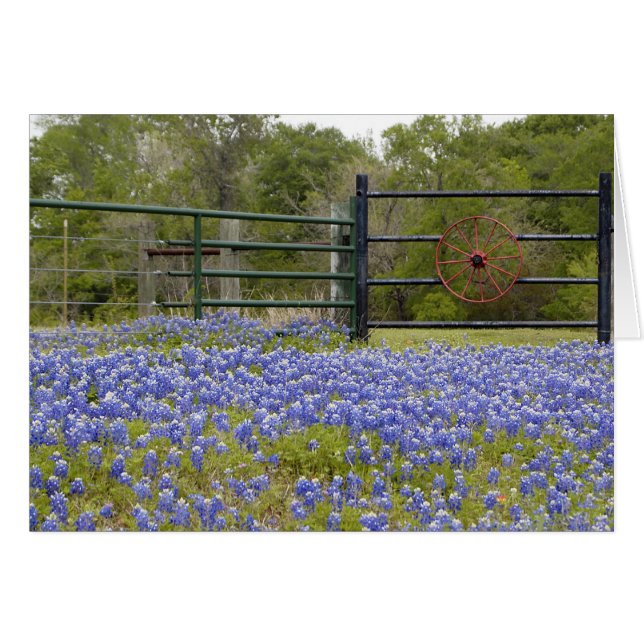 Texas Bluebonnets (Voorkant Horizontaal)