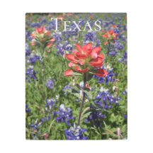 Texas Bluebonnets
