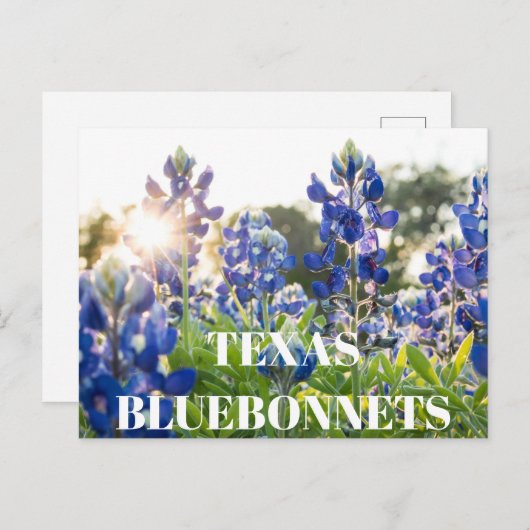 Texas Bluebonnets Bloem Wildflower Blauwe Bloem Briefkaart (Voorkant / Achterkant)