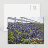 Texas Bluebonnets Briefkaart (Voorkant / Achterkant)