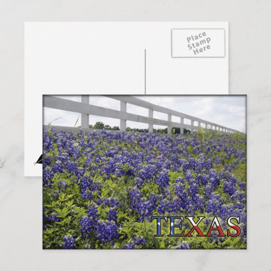 Texas Bluebonnets Briefkaart (Voorkant / Achterkant)