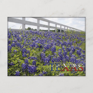 Texas Bluebonnets Briefkaart