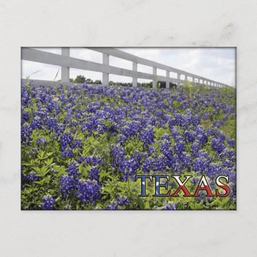 Texas Bluebonnets Briefkaart (Voorkant)