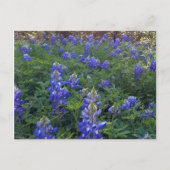 TEXAS BLUEBONNETS BRIEFKAART (Voorkant)