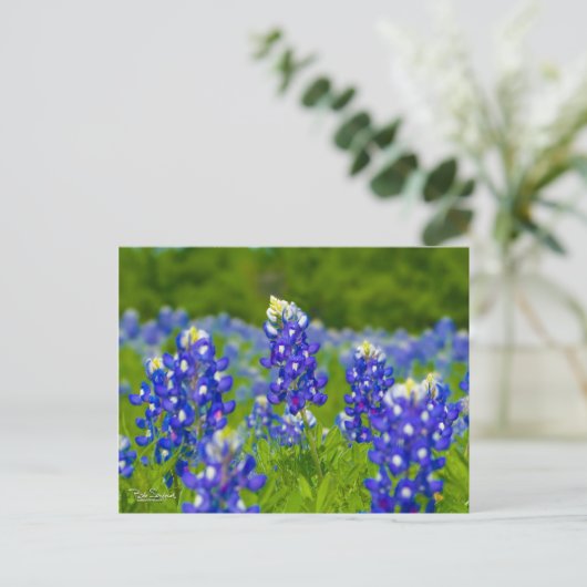 Texas bluebonnets briefkaart (Staand voorkant)