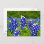 Texas bluebonnets briefkaart (Voorkant / Achterkant)