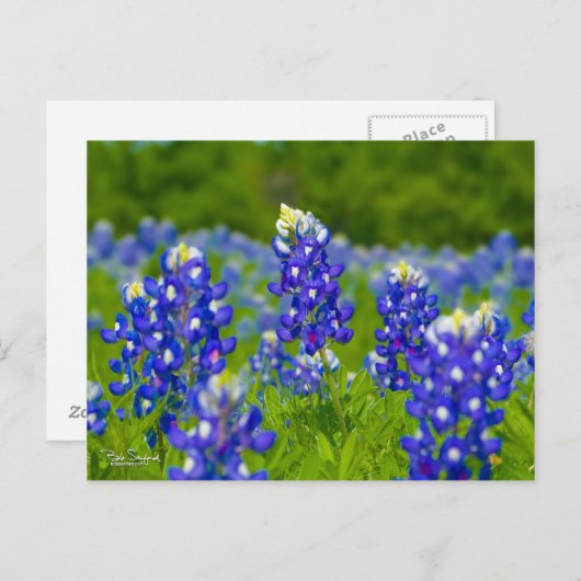 Texas bluebonnets briefkaart (Voorkant / Achterkant)