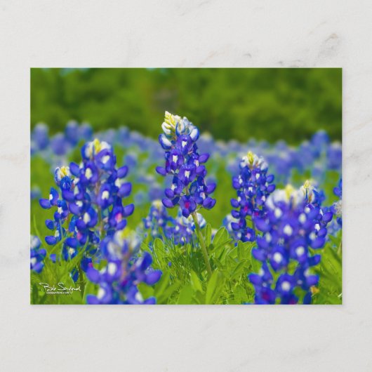 Texas bluebonnets briefkaart (Voorkant)