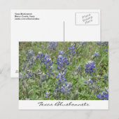 Texas Bluebonnets Briefkaart (Voorkant / Achterkant)