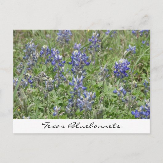 Texas Bluebonnets Briefkaart (Voorkant)