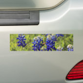 Texas Bluebonnets Bumpersticker (Op auto)