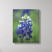 Texas Bluebonnets Canvas Afdruk (Voorkant)