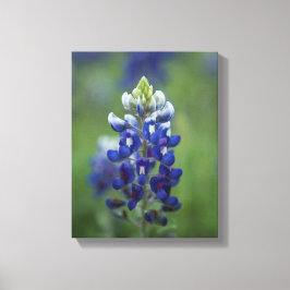 Texas Bluebonnets Canvas Afdruk