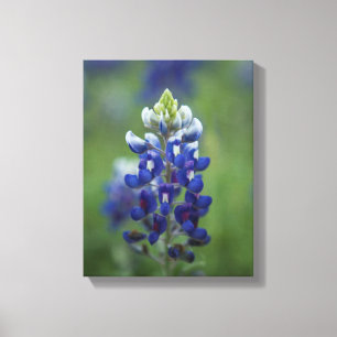 Texas Bluebonnets Canvas Afdruk