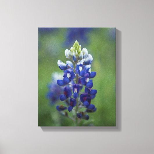 Texas Bluebonnets Canvas Afdruk (Voorkant)