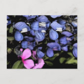 Texas Bluebonnets Closeup Briefkaart (Voorkant)